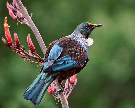 The Bird Life Of New Zealand • Lazer Horse