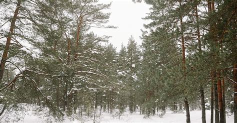 Winter Forest Landscape · Free Stock Photo