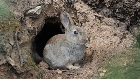 Rabbit Burrow Diagram