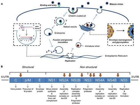 Frontiers | Functional Information Stored in the Conserved Structural ...