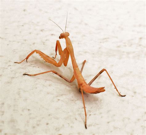 Dead leaf praying mantis Free Photo Download | FreeImages