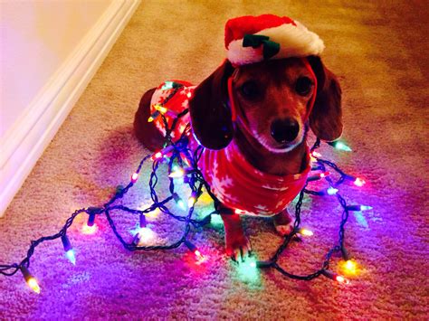 Santa Dachshund with Christmas Lights - Cute Dog Picture