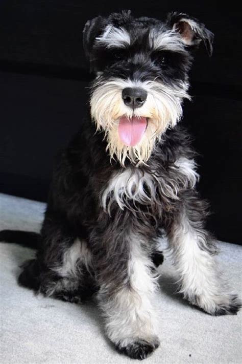 Black And White Miniature Schnauzer