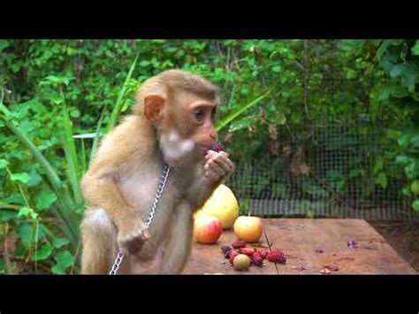 Monkey eating fruit challenge monkey fruit mukbang - YouTube