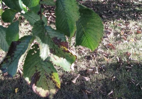 Elm Leaf Spot Alert in NSW