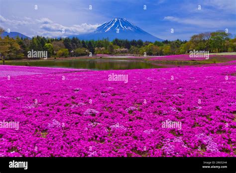 Mount Fuji and cherry blossoms Stock Photo - Alamy