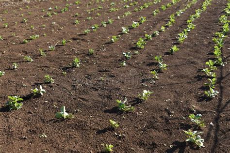 Fava Bean Cultivation in Vegetable Garden. Stock Image - Image of april, blooms: 244300285