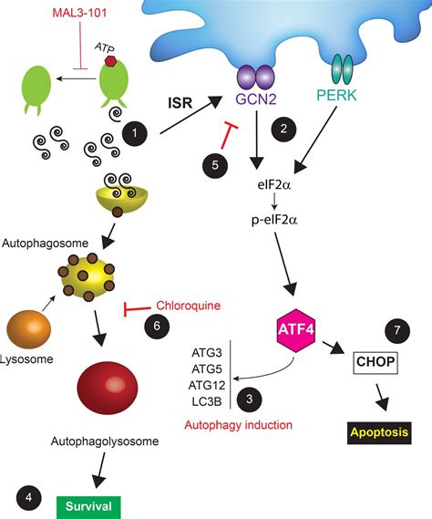 Figures and data in Unique integrated stress response sensors regulate cancer cell ...