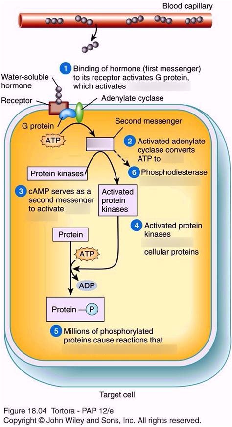 Water Soluble Mechanism Diagram | Quizlet