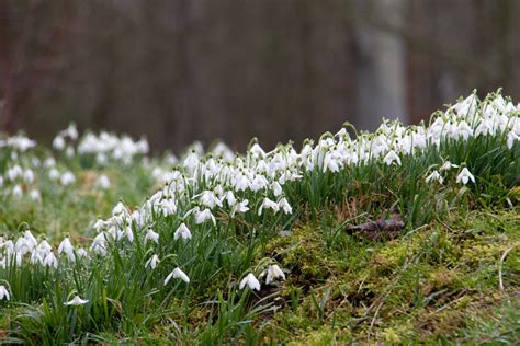 Stunning Snowdrop Walks to discover in 2022