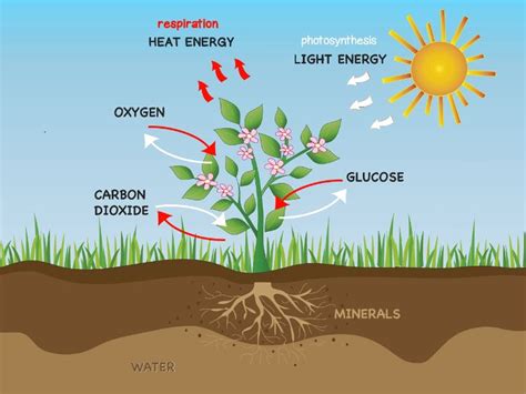 Plant Respiration Experiment | Photosynthesis, Nutrition in plants ...