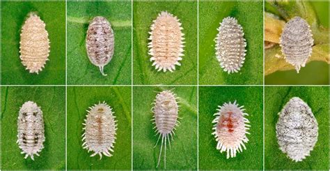 How to Identify and Control Mealybugs | Gardener’s Path