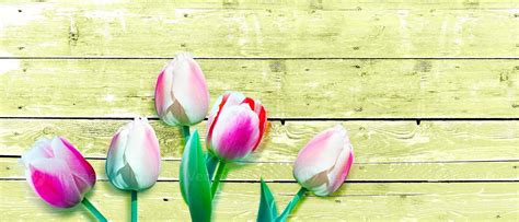 Beautiful tulips. Spring nature background for web banner and card ...