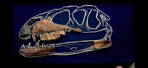 Estimate of Megalosaurus skull with fragmentary fossil material. : r/Paleontology