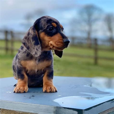 Dachshund Puppies Iowa/standard Size Dachshund Puppies For Sale