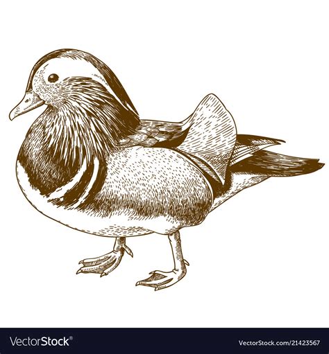 Engraving drawing of mandarin duck Royalty Free Vector Image