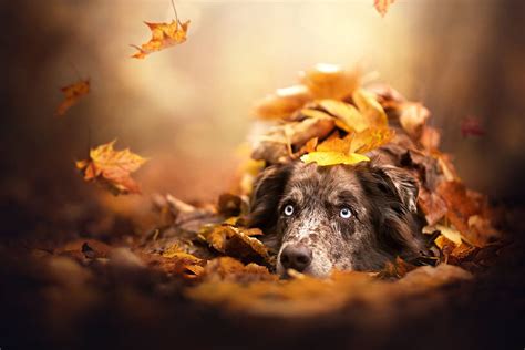 Animal Australian Shepherd Dogs Fall Leaf Dog Pet, fall dogs HD ...