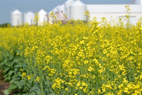 Canola Prices Capture Attention Ahead of Spring | Red River Farm Network