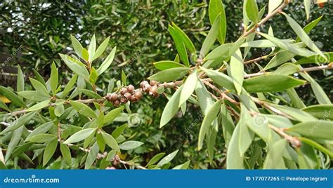 Bottle Brush Tree Seed Pods Stock Image - Image of pods, brush: 177077265