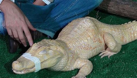 Buaya Albino yang Diberi Pengobatan Akupuntur — YakinSehat.id