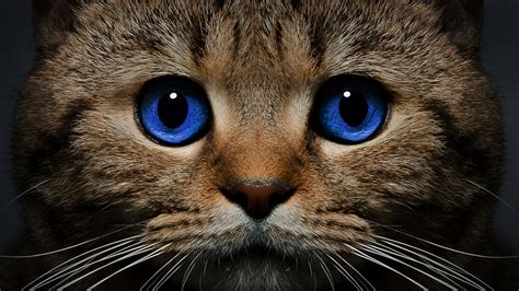 Download Blue Eyes Animal Cat HD Wallpaper