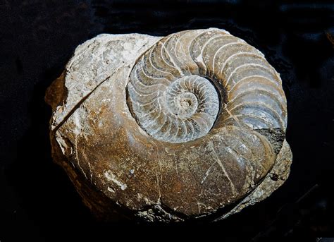 Coiled Nautiloid Fossil Photograph by Millard H. Sharp - Pixels