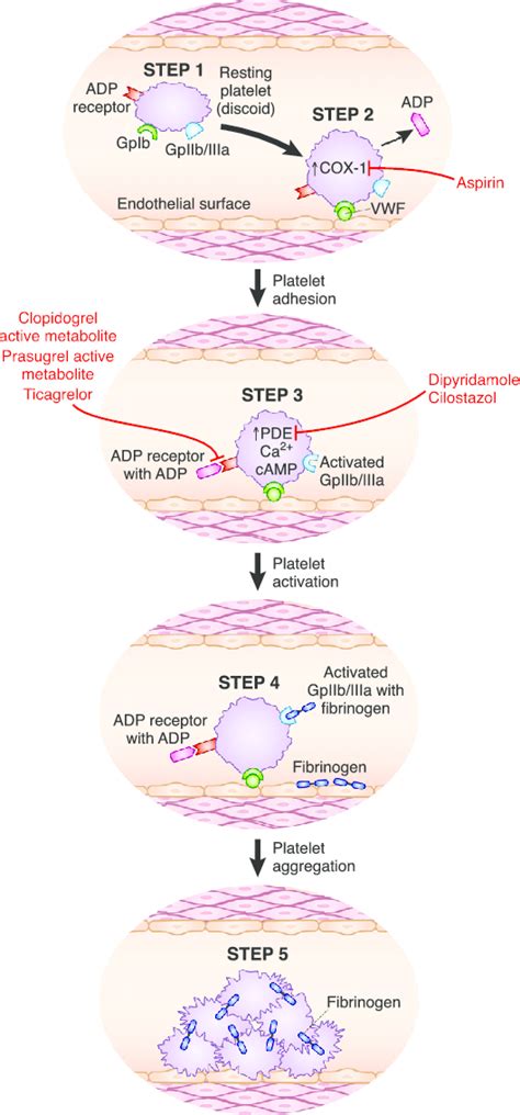 | Steps in platelet activation and aggregation, and sites of action of... | Download Scientific ...