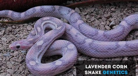 Corn Snake | ExoPetGuides