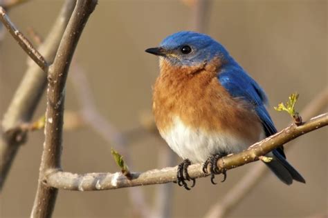 Bluebird Symbolism - Spirit Animal Totems