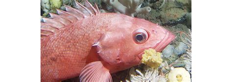 Rockfish Recovery in More Ways than One - Marine Fish Conservation Network