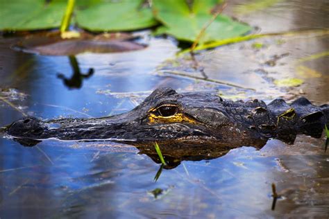 How do we replace the irreplaceable? Is such a thing even possible? Everglades Florida ...