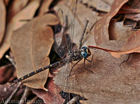 Giant Dragonfly(Petalura Gigantea) | Petalura gigantea, the … | Flickr