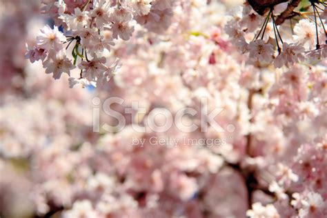 Sakura Season In Kyoto, Japan Stock Photo | Royalty-Free | FreeImages