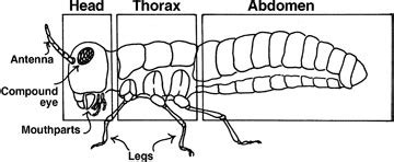 Insects | MU Extension