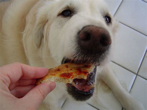 Great Pictures: Dogs Eating Pizza