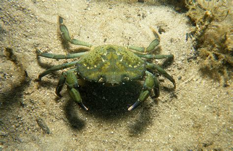 Caranguejo "vilão" de ecossistemas no Canadá pode virar material biodegradável - Revista Galileu ...