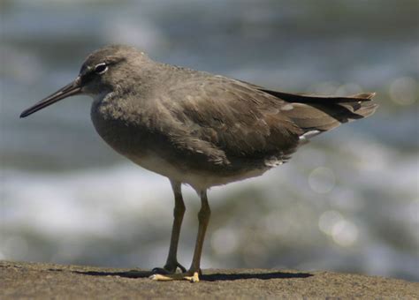 Identifying Shorebirds | Queensland Wader Study Group