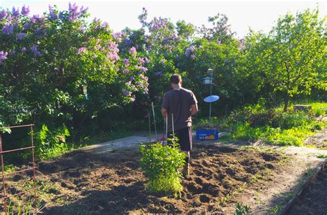 garden tilled - Whole-Fed Homestead