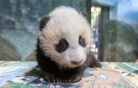 What’s New at D.C.’s Zoo and 7 Smithsonian Museums, Reopening in May ...