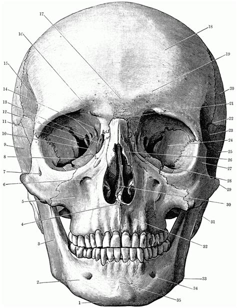 Skull Anatomy Coloring Pages ⋆ coloring.rocks! | Skull anatomy, Human skull anatomy, Human ...