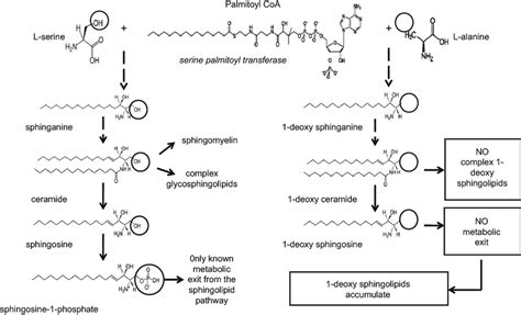 The sphingolipid pathway. | Download Scientific Diagram