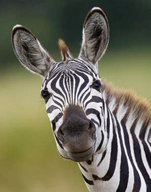 Funny Zebra Quotes. QuotesGram