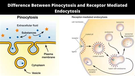 Pinocytosis