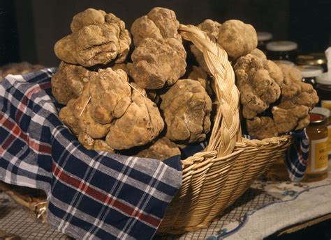 cesto di tartufi | Tartufo, Cibo gourmet, Funghi ripieni