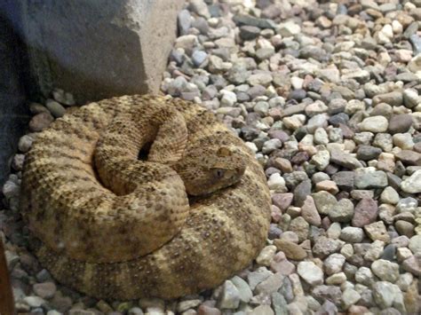 Tiger rattlesnake: Animals at the Arizona-Sonora Desert Museum, Arizona