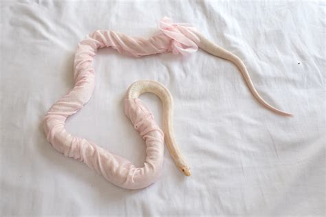 10 Adorable Snakes Wearing Costumes To Make Your Day Better