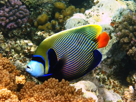 Emperor angelfish in Red sea — Stock Photo © vintrom #1150409