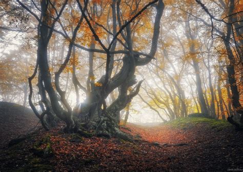 Magical autumn forest - Magical autumn forest in Crimea