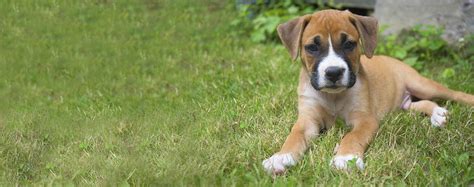 How to Potty Train a Boxer Puppy | Wag!