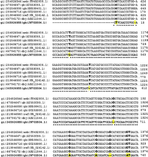 e Alignment of 16S rRNA partial gene sequence of different strains of... | Download Scientific ...